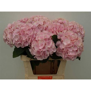 Hydr M Ch Verena Rose