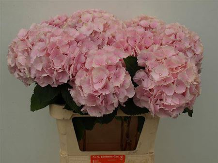 <h4>Hydr M Ch Verena Rose</h4>