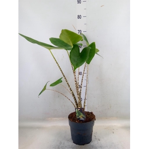 Alocasia zebrina