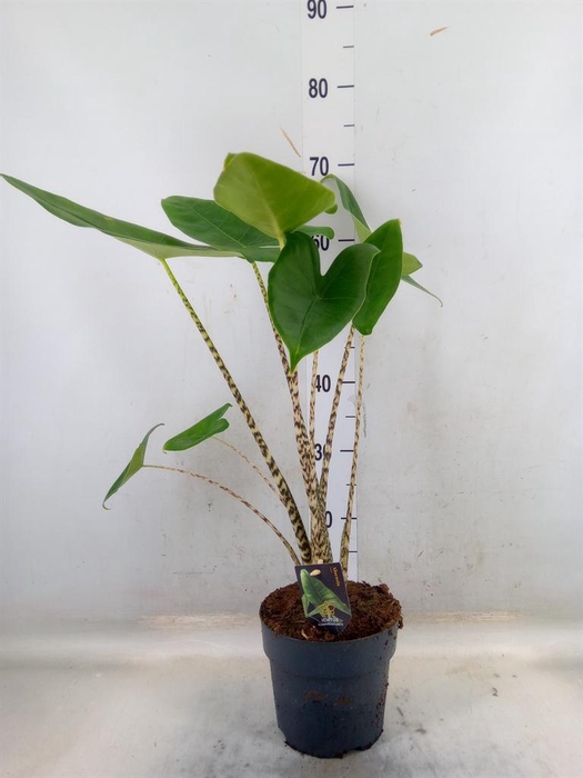 <h4>Alocasia zebrina</h4>