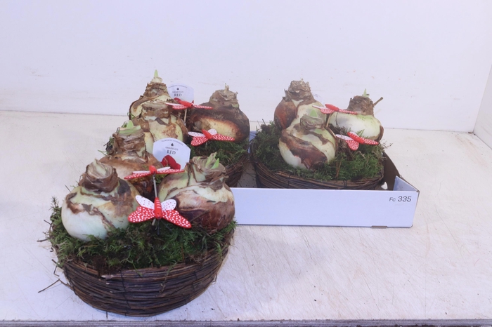 <h4>ARR HIPPEASTRUM</h4>