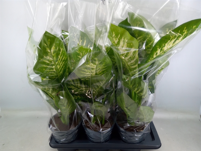 <h4>Dieffenbachia seg. 'Tropic Snow'</h4>