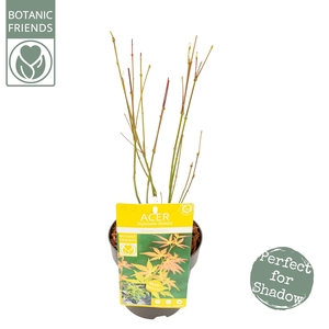 Acer palmatum Orange Dream