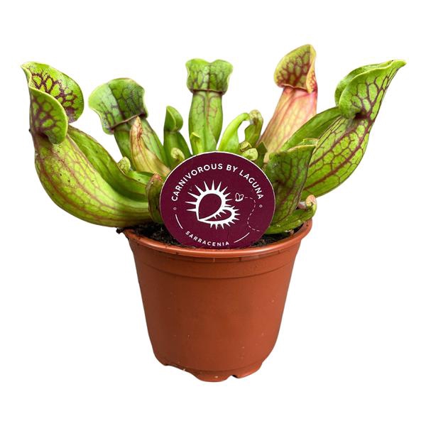 <h4>Sarracenia Purpurea 8,5 cm</h4>