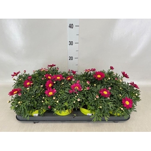 Argyranthemum  'La Rita Purple Red'