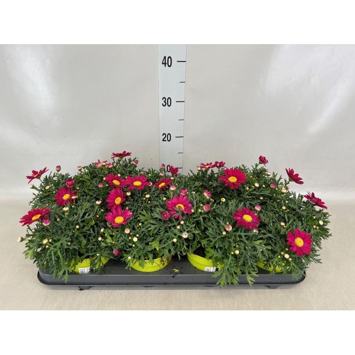 <h4>Argyranthemum  'La Rita Purple Red'</h4>