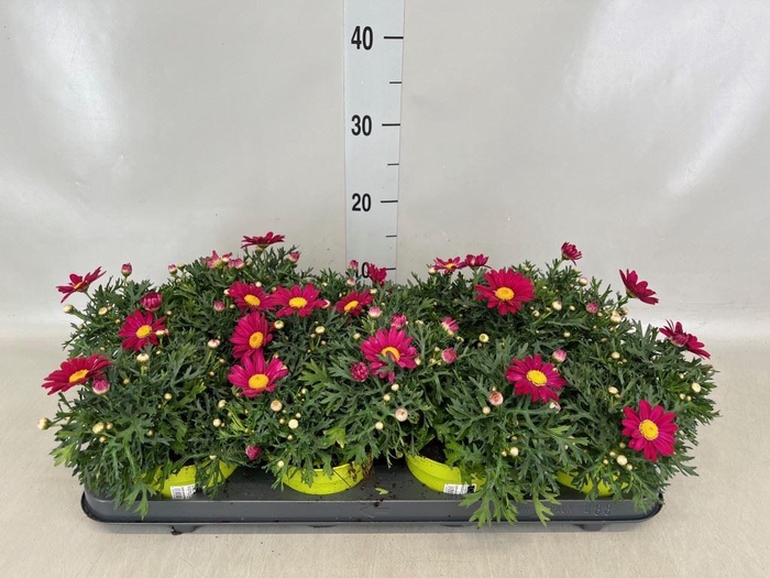 <h4>Argyranthemum  'La Rita Purple Red'</h4>