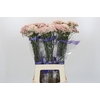 Ozothamnus Cooks Pink