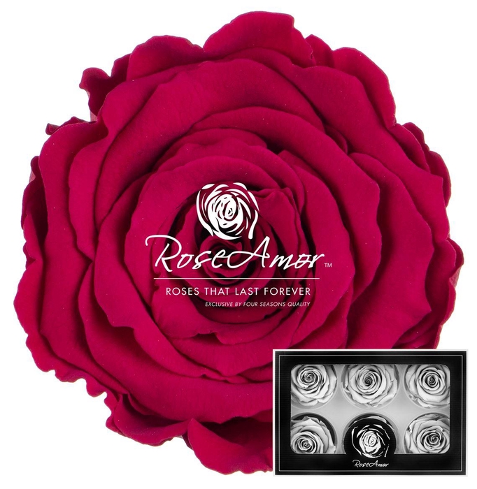 <h4>Lplus Pin05</h4>