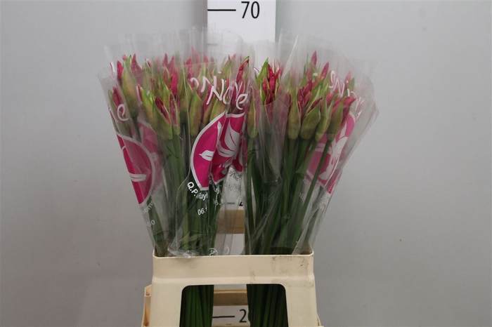 <h4>Ne Bo Ras Van Roon</h4>