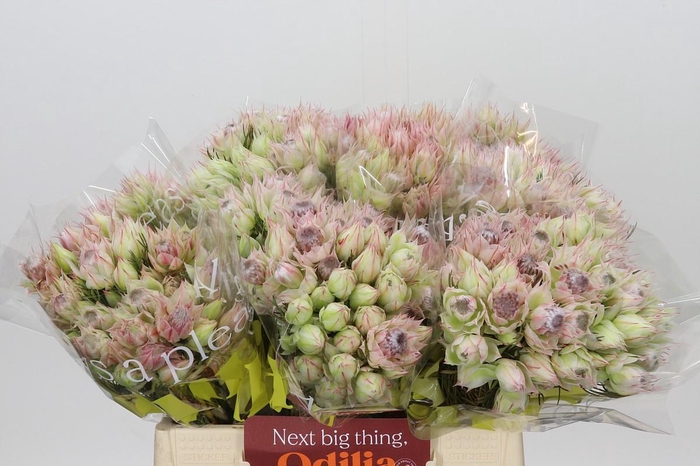 <h4>Blushing Bride Bridal Pink</h4>