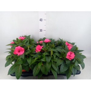Impatiens NG 'ColPow Rose'