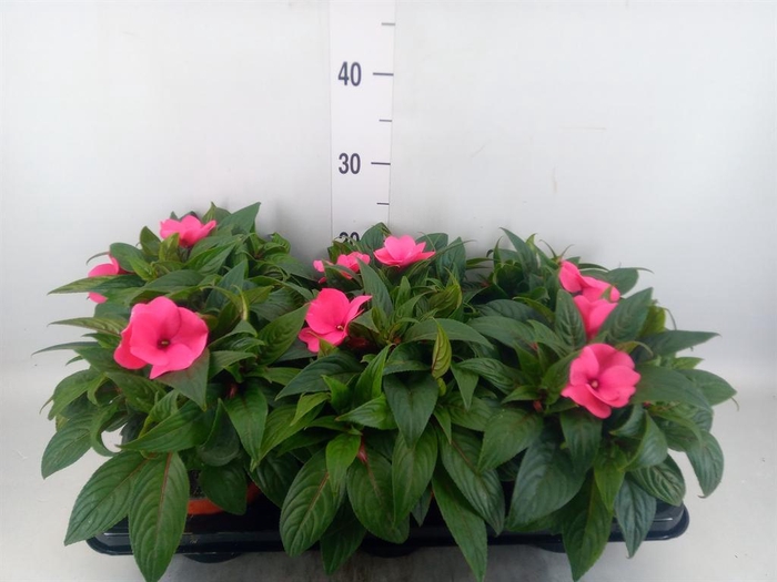 <h4>Impatiens NG 'ColPow Rose'</h4>