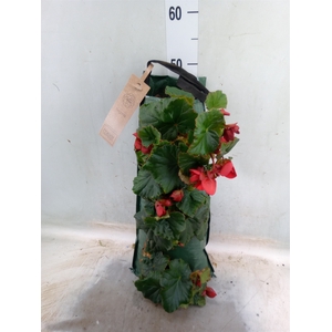 Begonia tuber.   ...