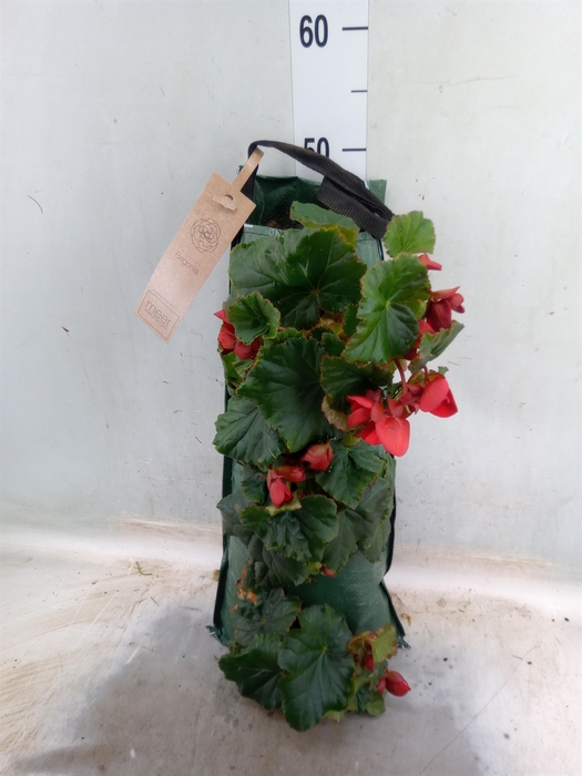 <h4>Begonia tuber.   ...</h4>