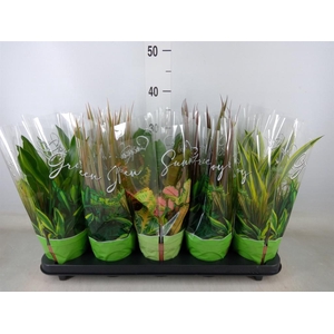 Planten Groen   ...mix  6