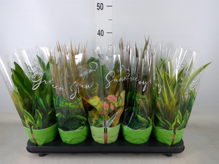 <h4>Planten Groen   ...mix  6</h4>