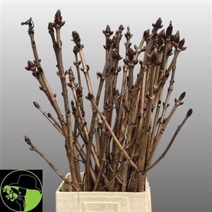 Aesculus Hippoc Tak