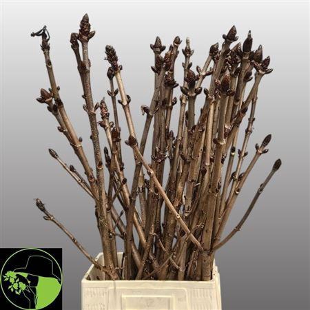 <h4>Aesculus Hippoc Tak</h4>