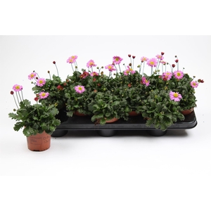 Brachycome Fresco Candy