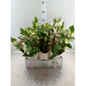 Dendrobium nob. 'StarCla Apollon'