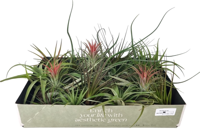<h4>tillandsia mix x40</h4>