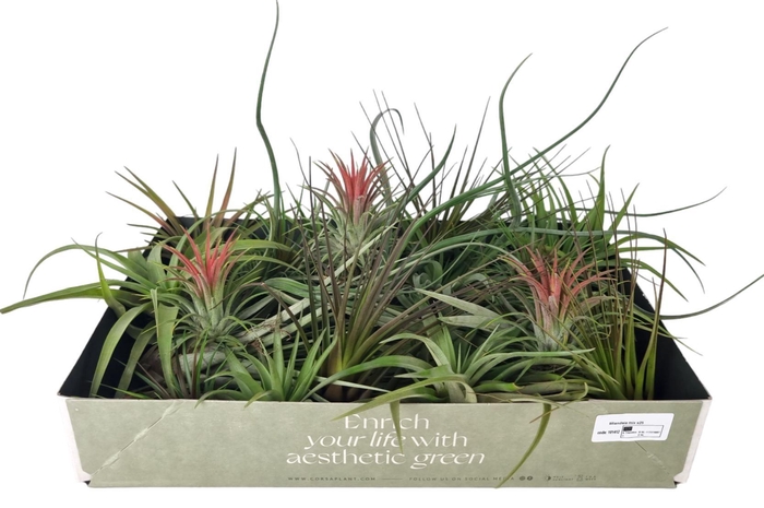 <h4>tillandsia mix x40</h4>