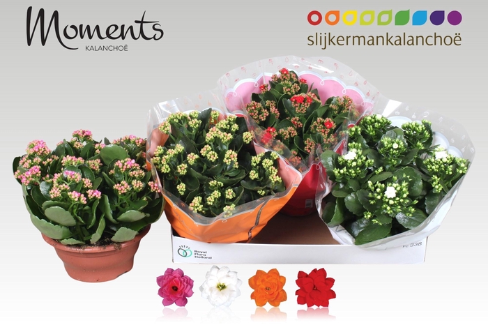 <h4>KAL GE GEM 4 KL</h4>