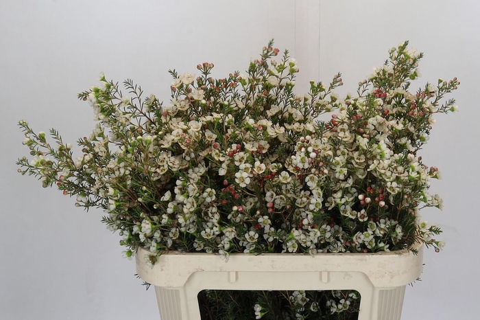 <h4>Chamelaucium Gil</h4>