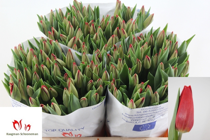 <h4>TU EN STRONG FIRE</h4>