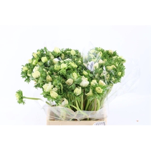 Anem Marianne Panda White