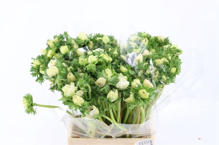 <h4>Anem Marianne Panda White</h4>