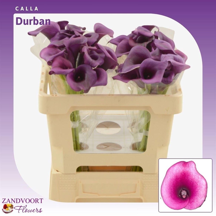 <h4>Calla Durban</h4>