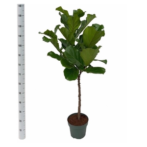 Ficus Lyrata 27Ø 140cm 1pp