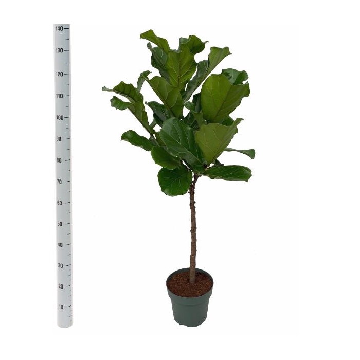 <h4>Ficus Lyrata 27Ø 140cm 1pp</h4>