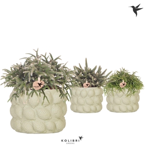 Kolibri Greens Rhipsalis mix in Citrus pot green