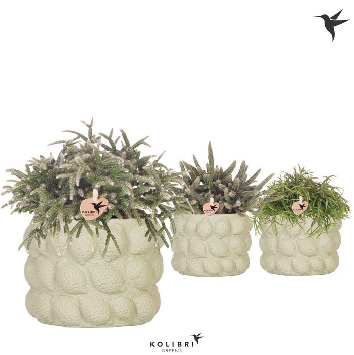 <h4>Kolibri Greens Rhipsalis mix in Citrus pot green</h4>