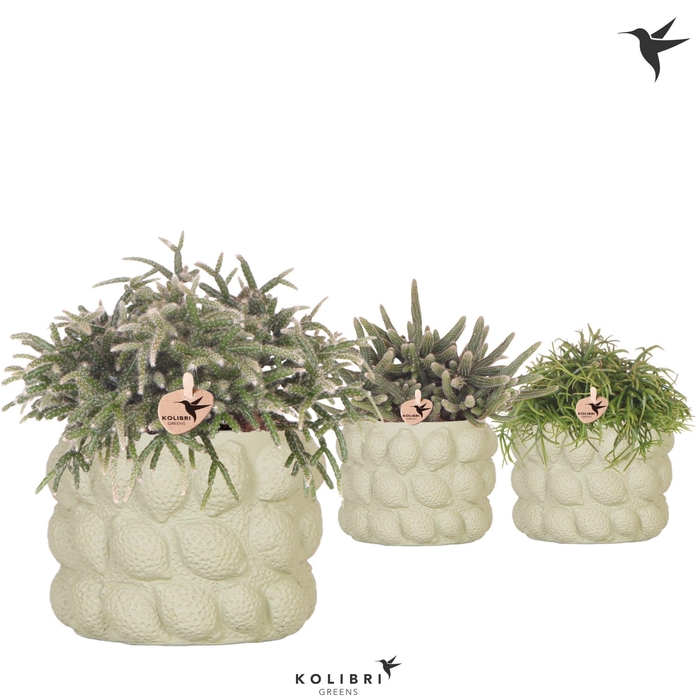 <h4>Kolibri Greens Rhipsalis mix in Citrus pot green</h4>