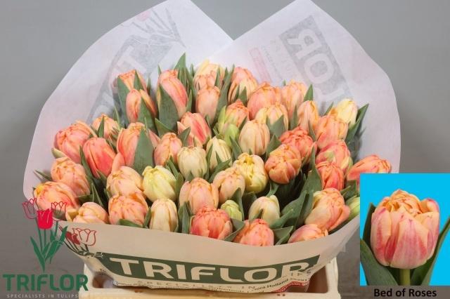 <h4>TU DU BED OF ROSES</h4>