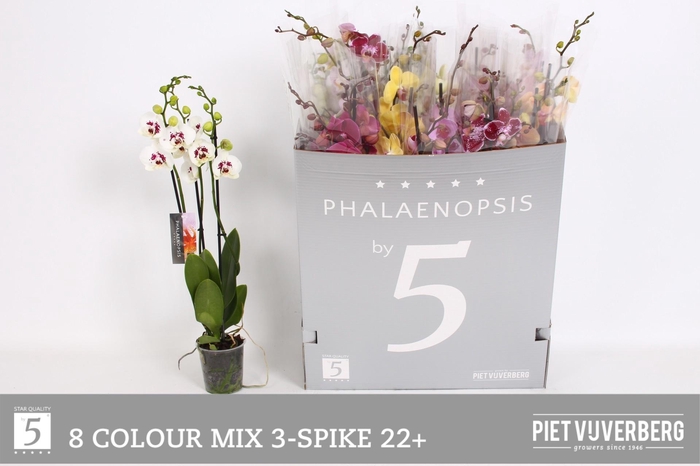<h4>PHAL GEM 8 KL</h4>