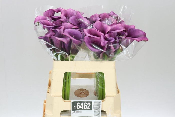 <h4>Zant Durban</h4>