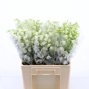 Delphinium Single Magical Bianca