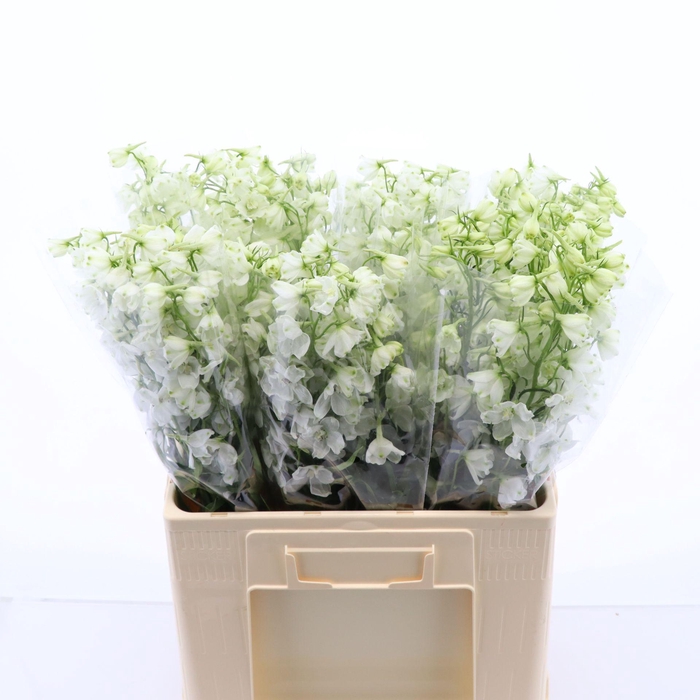 <h4>Delphinium Single Magical Bianca</h4>