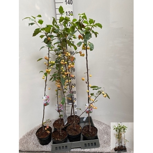 MALUS EVERESTE