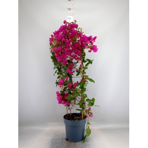 Bougainvillea  'Sanderiana'