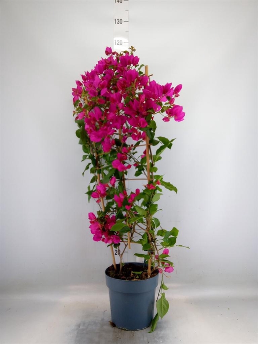 <h4>Bougainvillea  'Sanderiana'</h4>