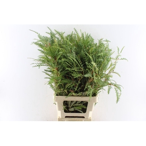 Grevilea Ivanhoe Groen