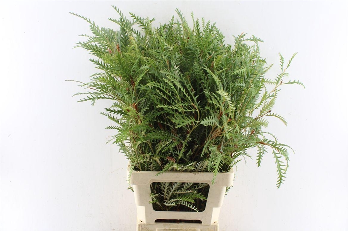 <h4>Grevilea Ivanhoe Groen</h4>