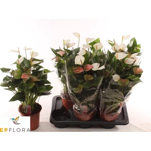Anthurium Baby White 17Ø 55cm 6fl