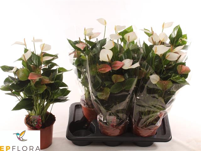 Anthurium Baby White 17Ø 55cm 6fl